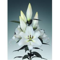 Oriental Hol. Bl. White Passion 80cm 3 flores