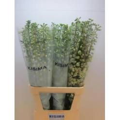 Delphinium Hol. El Guard White 100cm "x10 tallos"