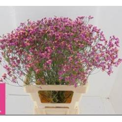 Limonium Hol. Tiffany Diamond 70cm 30gr "T25" Rs