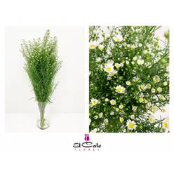 Aster Hol. Monte Cassino 90cm 35gr x25