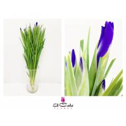 Iris Blue Magic 60cm 45gr "T50"