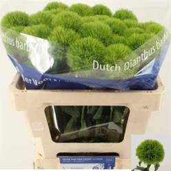 Dianthus Green Trick 55cm "T30"