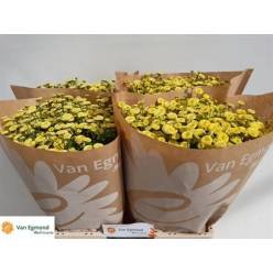 Tanacetum Hol. Pa Amazone 60cm 650gr x25 (Egmond)