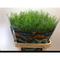 Lepidium Thlaspy Green Bell 80cm 35gr "T25"