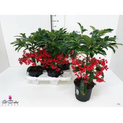 P. Ardisia Crenata Rojo 14/45m "CC4"