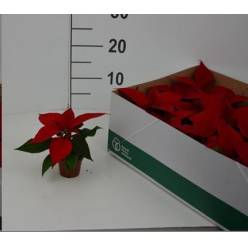 P. Poinsetia P Chr F Red 7/12cm "CC18"