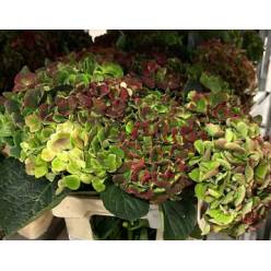 Hortensia Hol. Magic Opal Cl. 60cm 15/18