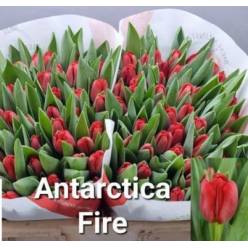 Tulipan Hol. Antarctic Fire 40cm Rj.