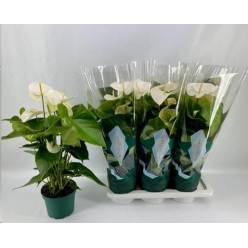 P. Anthurium An Samora 17/65cm x6  5-Flores -Amazoneplant-