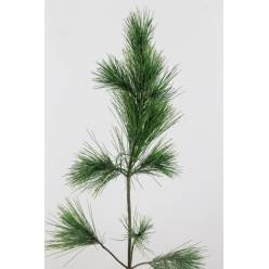 Pinus Strobus 40cm x10