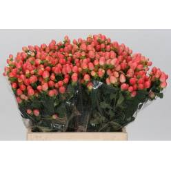 Hypericum Hol. Royal Princess 40cm "T25" Rs