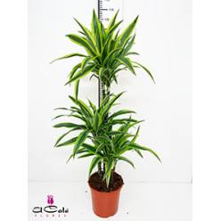 P. Dracena Nac. Lemon Lime 20/110cm 3.P (30/60/110)