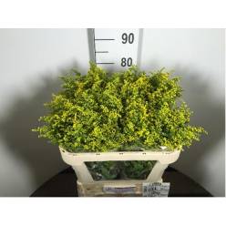 Solidago Carzan Glory 80cm 50gr "T25"