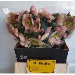 Helleborus Baylis Blush 40cm