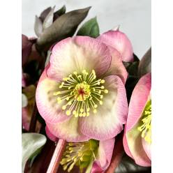 Helleborus Pennys Pink 40cm