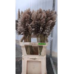 Cortaderia Hol. Fox Tail 100cm "T10"