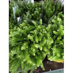 Lepidium Thalspy 80cm "T25" "Nacional"