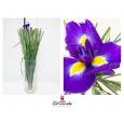 Iris Blue Magic 60cm 40gr