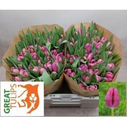 Tulipan Hol. Furand Purple 35cm Mo. "T10"