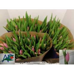 Tulipan Hol. Sweet Telle 40cm Rs.