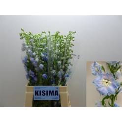 Delphinium Hol. El Magic Skyblue Whitebee 80cm x10