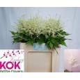 Astilbe Whasinthong "KOK" 55cm x10 Bl