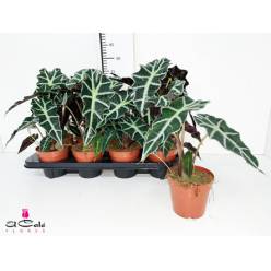 P. Alocasia Polly 12/35cm x10