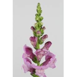 Antirrhinum Hol. Maryland Lavander 75cm