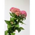 Celosia Cresta Hol. Pink Delight 75cm x5