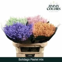 Solidago Pintado Orange 80cm 40gr "T25"