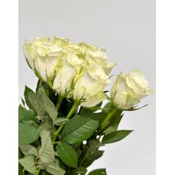 Rosa Hol. Athena 50cm x10 (7 Dias - 2)