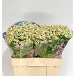 Tanacetum S. Vegmo Manzanilla 55cm 550gr x25 "Groots"