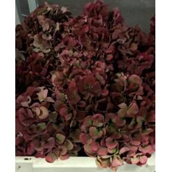 Hortensia Hol. Pi Ruby Classic 60cm 16/18