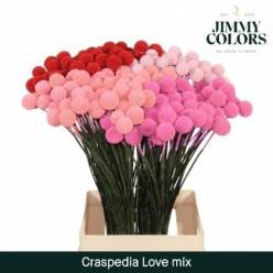 Craspedia Pintada Rosa Chicle 70cm "T50"