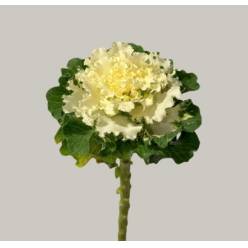 Brassica Hol. Crane Ruffle White 70cm x5