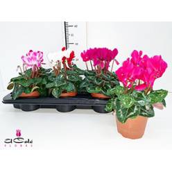 P. Cyclamen Md Super Allure Mixto 12/25cm "CC6"