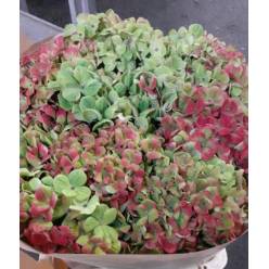 Hortensia Hol. Coral Classic 60cm. 13/15