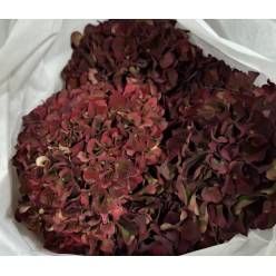 Hortensia Hol. Rubyred Classic 80cm 20/22