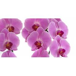 Phalaenopsis Surabaya x25 (7 Dias - 2)