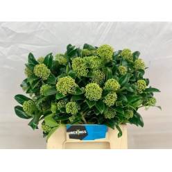 Skimmia White Globe 40cm