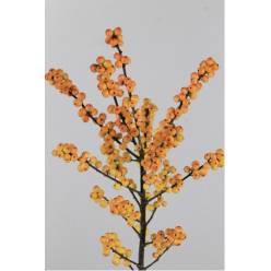 ILEX Ve Magic Cresgold 50cm x10 Ocre