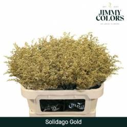 Solidago Pintado Oro 70cm 30gr "T25"