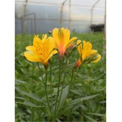 Alstroemeria Col. Select Amarilla (7 Dias - 2)