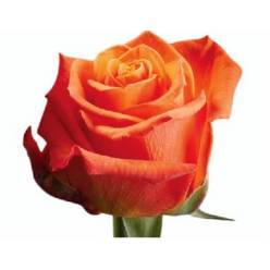 Rosa Hol. Orange Wave 50cm x10