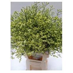 Limonium Hol. China Summer 70cm 20gr x25 Am.