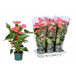 P. Anthurium An Colorado 17/80cm x6 5-flores -Amazoneplant-