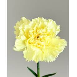 Clavel Nac. 70cm Amarillo (7 Dias - 2)