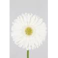 Gerbera Hol. Romance x25 Bl. (7 Dias - 2)