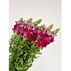 Antirrhinum Nac. Granate 80cm "Jalon"