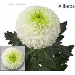 Uniflor Hol. Alibaba 70gr Bl.